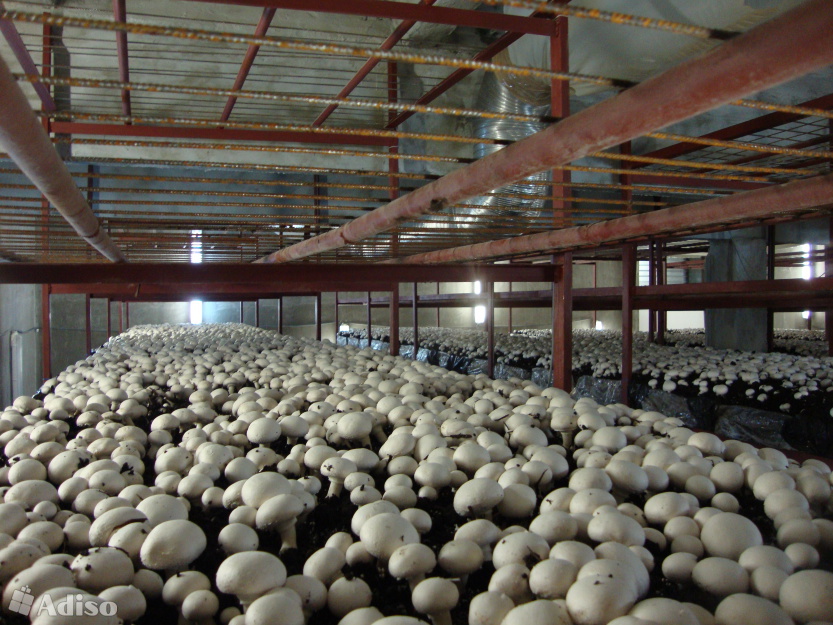 В Электростали заложат камень в строительство грибного комплекса 