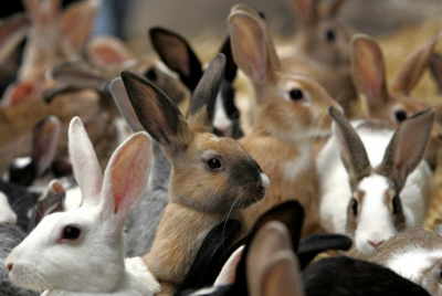 Крупнейшую в европейских странах ферму по разведению кроликов построят в Ленинградской области