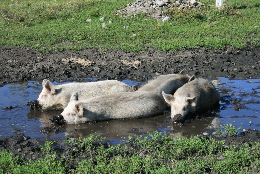 Свиноводческий комплекс в Калужской области накажут за гибель рыбы в реке
