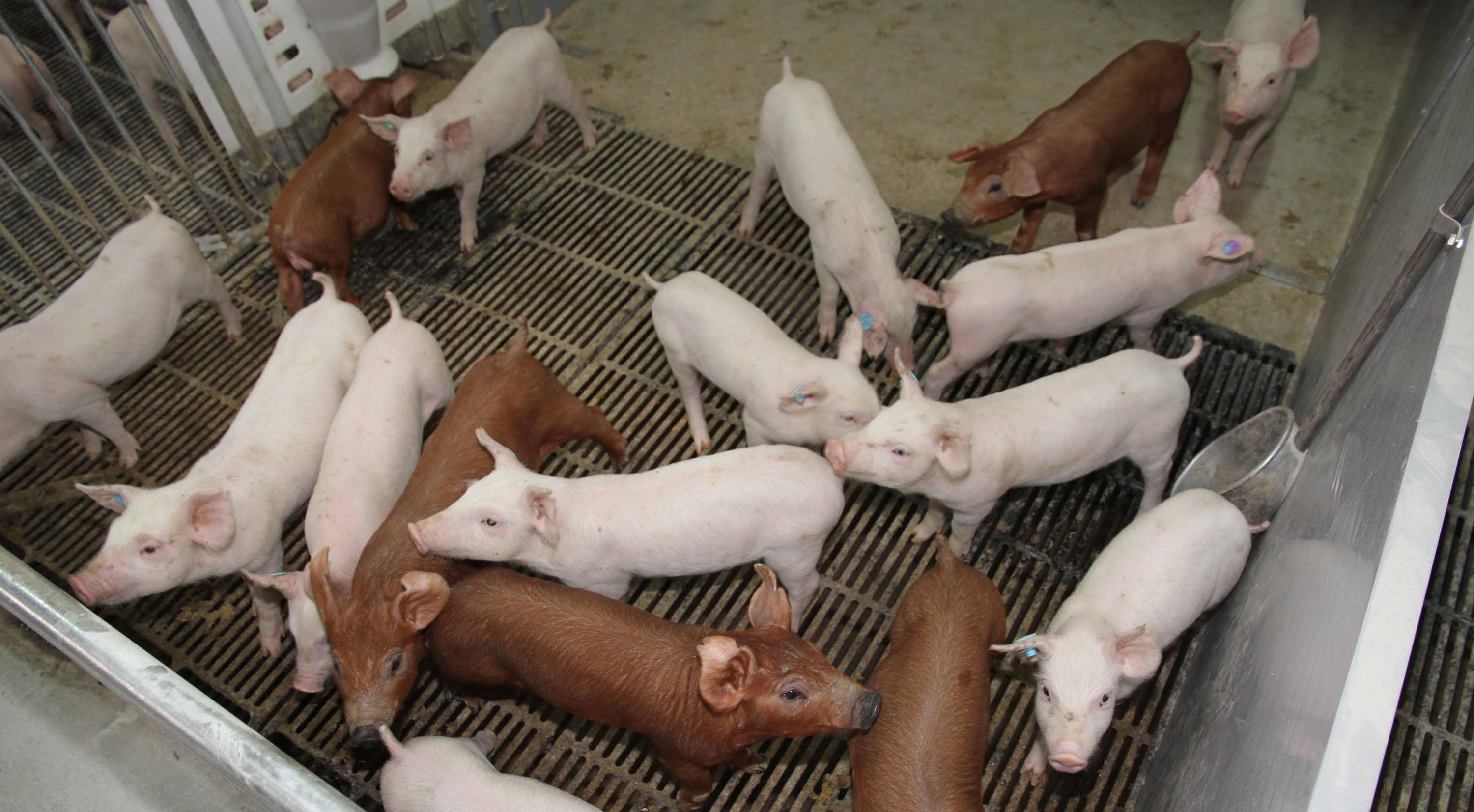 Африканская чума свиней выявлена в крупном свинокомплексе в Калининградской области