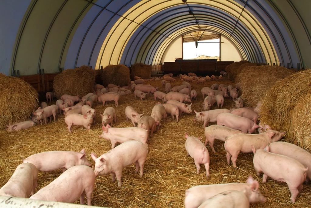 На предприятии «Правдинское свинопроизводство» вовремя не распознали вирус чумы свиней