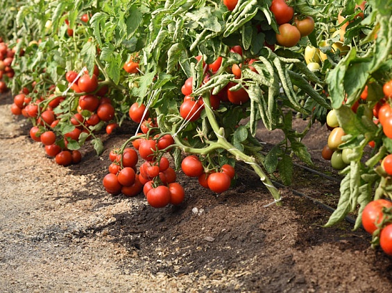 Агрокомплекс по производству овощей в закрытом грунте достраивают в Курганской области