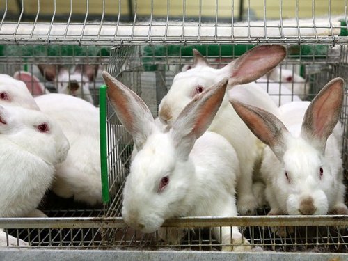 Бизнес план для открытия конкурентоспособной кролиководческой фермы