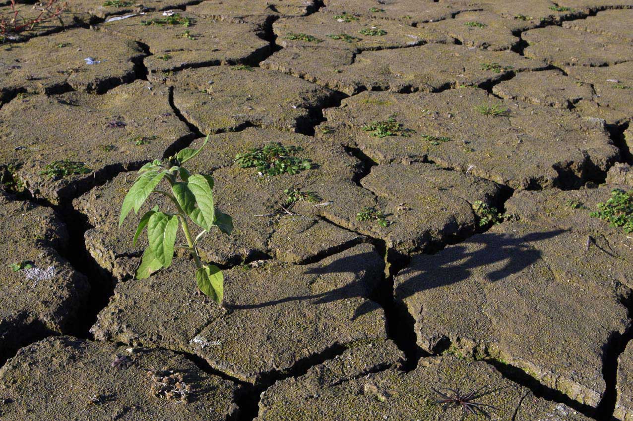 Почва страдает от. Деградация почв. Почвенная засуха. Истощение почвы. Экология почвы.