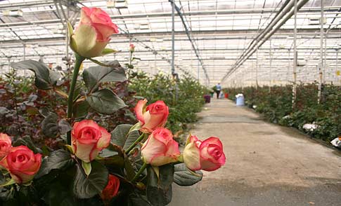 Выращивание роз в теплице самый рентабельный домашний бизнес