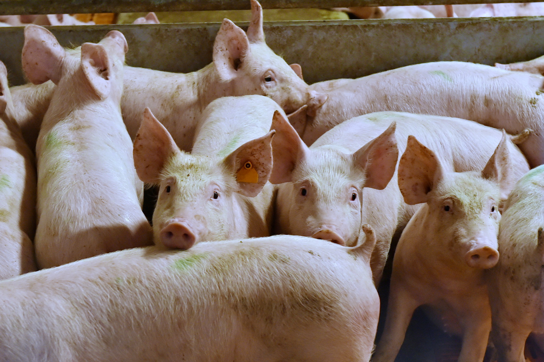 Купить поросят в томской. Сельское хозяйство свиньи. Сельское хозяйство животноводство свиноводство. Свиноводство в скотоводство. Сельскохозяйственные животные свиньи.