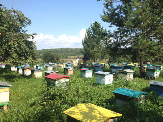 Пчелы не в себе: пчеловоды рассказали, каким будет башкирский мед в 2018-м