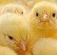 «Равис» продал почти 10 тысяч цыплят