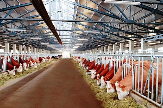 «Агросила» построит в Татарстане новый животноводческий комплекс
