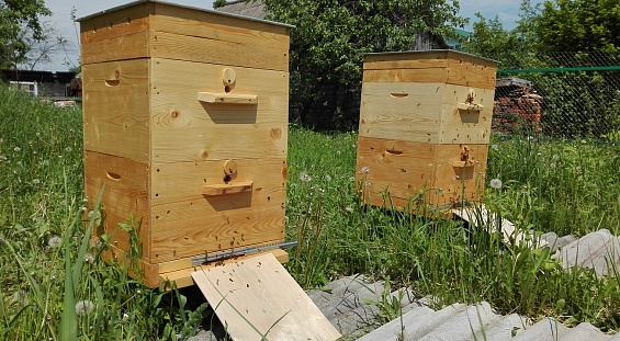 В Башкортостане проведут идентификацию пчелосемей и чипируют все ульи