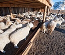 Шкурный интерес: О возрождении традиционной породы овец