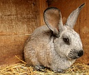 В Рязани учредили некоммерческое партнерство кролиководов