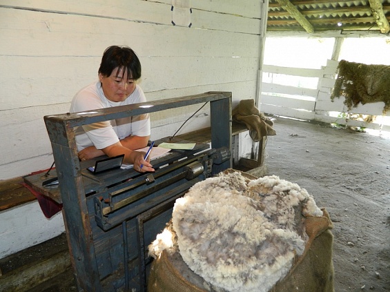 Забайкальские овцеводы реализовали более 600 тонн шерсти