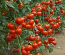 Московская область субсидирует развитие тепличного овощеводства