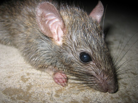 Роспотребнадзор нашел крыс и мышей в самарских больницах