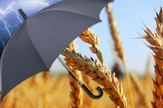 НСА: в пострадавшем от паводков Забайкальском крае застраховано около 20% посевов