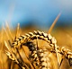Владимир Филатов: Главная проблема нашего хозяйства — высокие цена на ГСМ