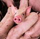 Липецкий агрохолдинг «Мокрое» нарастил поголовье свиней почти в два раза