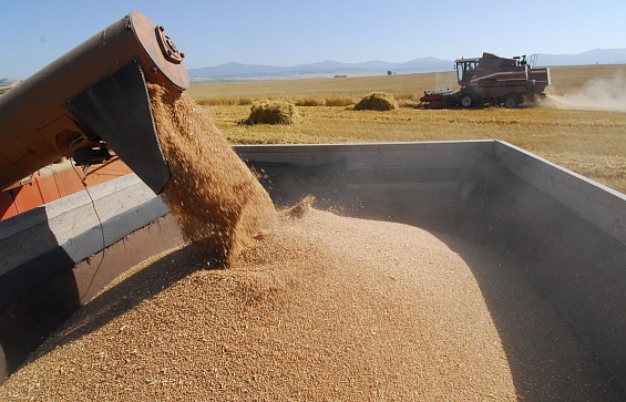 Рекордный урожай зерна собран на Кубани