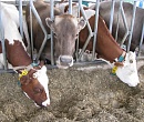 «ЭкоНива» найдет деньги на молоко через IPO