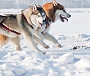 На Ямале создадут ассоциацию ездового собаководства