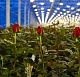 Выращивание цветов в России набирает обороты