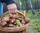 Можно ли будет собирать в лесу грибы и ягоды бесплатно?