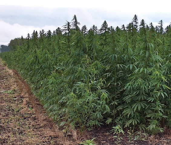 В дагестане конопля растет какой политик выращивал марихуану