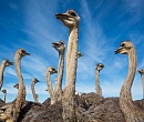 Долги на 57 лет: уникальная нижегородская ферма страусов обанкрочена