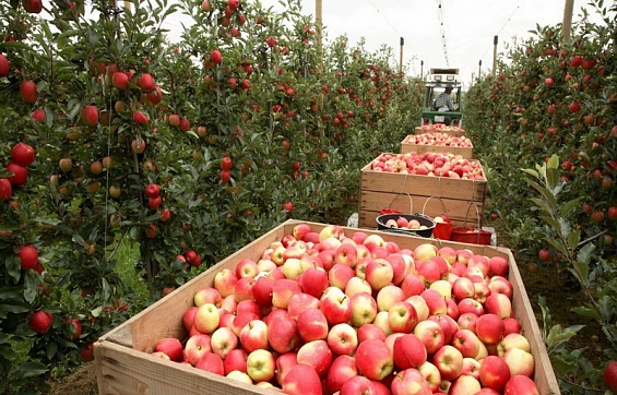 Краснодарский край удвоит производство яблок