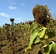 Аграрии Алтайского края, чьи хозяйства пострадали от засухи, получат компенсацию