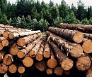 Обновленный лесоперерабатывающий завод начал работу в Югре