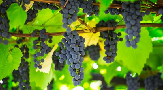 НСА разработал специальные программы для аграриев Кубани по страхованию виноградарства и садоводства   