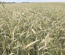 Башкирия в 2018 году увеличит экспорт зерна в 2 раза