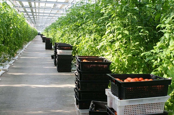 Минсельхоз ожидает удвоения производства тепличных овощей в России