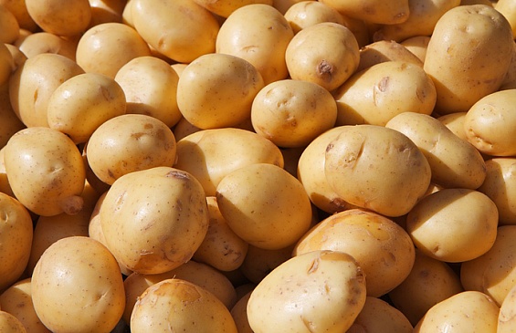 Мираторг завершил посадку картофеля