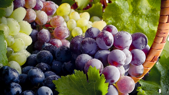 Программа страхования садов и виноградников одобрена аграриями Кубани