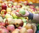 Яблоки с каптаном: Роскачество предложило нормировать пестициды
