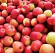 В Липецкой области начался сбор урожая яблок