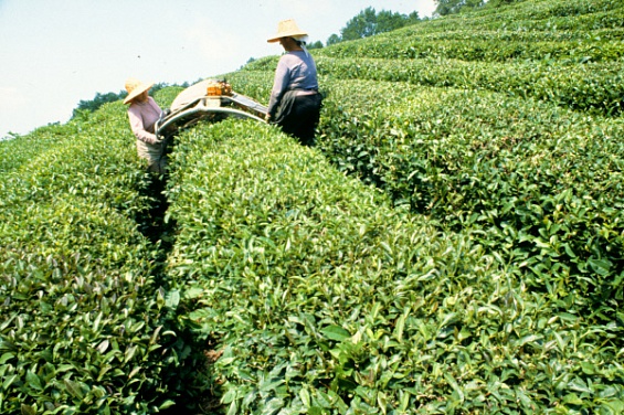 В Сочи собрали более 90 тонн зеленого чайного листа