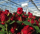 Как выращивают розы в Крыму