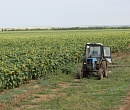 Сою, гречу и нут осваивают волгоградские фермеры