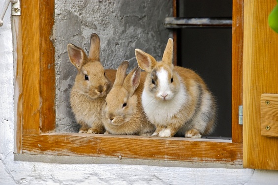 Генетический центр для выведения кроликов мясной породы создадут в Костромской области