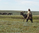 На Ямале будут развивать изгородное и таежное оленеводство