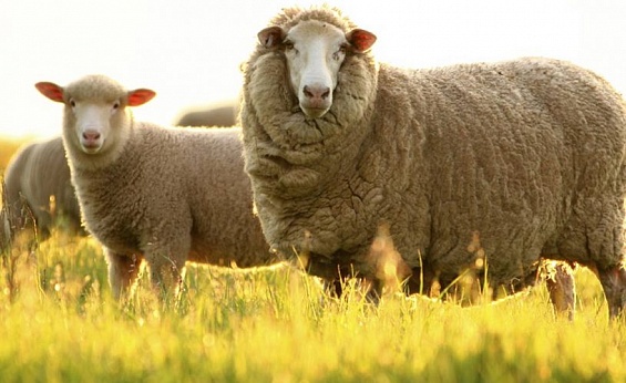 На поддержку овцеводства в Ставропольском крае выделено почти 300 млн рублей
