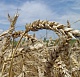 До конца 2012 года пострадавшие от засухи агропредприятия получат 6 млрд. рублей