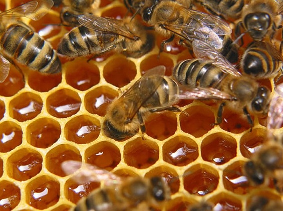 Депутаты рассмотрят законопроект «О пчеловодстве»