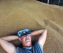 Пшеница растет на почве политики