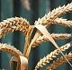 Тамбовский агрохолдинг готов засеять зернобобовыми и масличными культурами более 35 тыс. гектаров