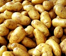 В Пензенской области будет создано предприятие по производству картофеля мощностью 40 тыс. тонн продукции в год 